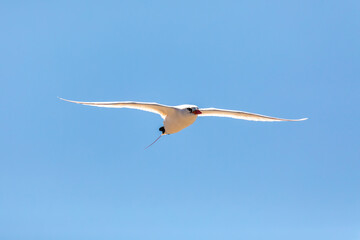 The red-tailed tropicbird (Phaethon rubricauda) in flight. Seabird native to tropical parts of Indian and Pacific Oceans. Bird flying against blue sky on island Nosy Ve. Madagascar wildlife animal.