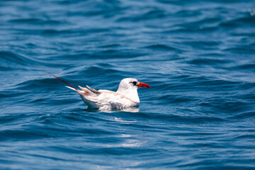 The red-tailed tropicbird (Phaethon rubricauda) swim in sea. Seabird native to tropical parts of Indian and Pacific Oceans. Bird floating on Indian ocean Island Nosy Ve. Madagascar wildlife animal.