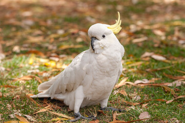 Sulphur crested Cockatoo Parrot in Sydney Park.