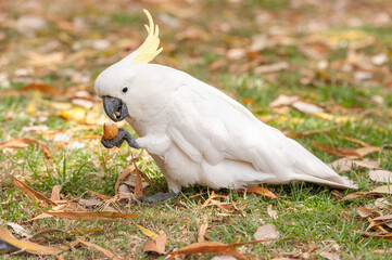 Sulphur crested Cockatoo Parrot in Sydney Park.