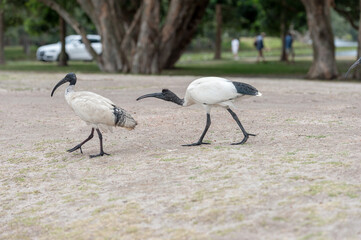 Feeding Dove in Sydney park with rice. Australia. White Ibis Birds in Background. Threskiornis Molucca Bird
