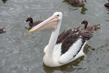 Australian Pelican Bird in Water. Sydney Park. Australia