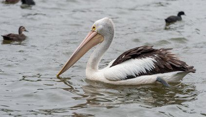 Australian Pelican Bird in Water. Sydney Park. Australia