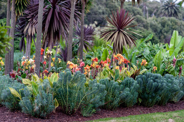 Fototapeta premium Sydney Centennial Park with Blooming Flowers. Australia