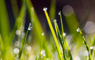 Fototapeta premium leaf with drops of water,photo of rain drops falling from a leaf.