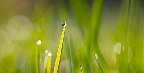  leaf with drops of water,photo of rain drops falling from a leaf.
