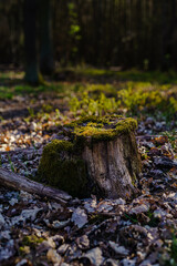 Baumstumpf