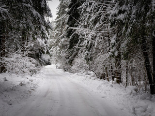 deep snow winter forest road in spruce forest trees in snow
