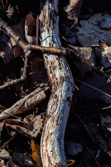 Holz auf dem Waldboden