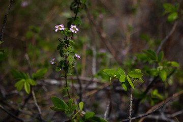 flowers in the forest