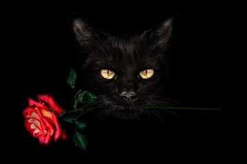 Close-up portrait of a black cat with yellow eyes and a red rose