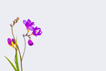 Twigs of a delicate purple freesia flower. Detail of freesia flowers on the white background, copy space. Congratulations on March 8, Birthday, Mother's Day, Valentines day