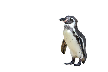 Humboldt penguin standing isolated on transparent background png file	