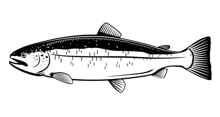 One Atlantic salmon fish in side view in black and white color, isolated