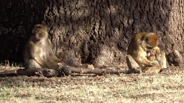 Monkey cuddling her child. Barbary macaque in Morocco.