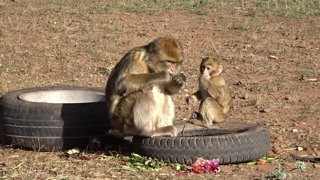 Monkey mother and her child looking for food in old tires. Barbary macaque. Macaca Sylvanus.