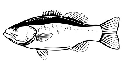 Largemouth bass fish in side view in black and white color, isolated - obrazy, fototapety, plakaty