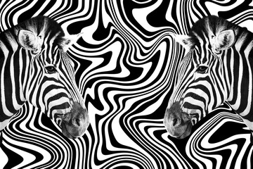 Detail of a two zebra's head over an abstract black and white curves background.