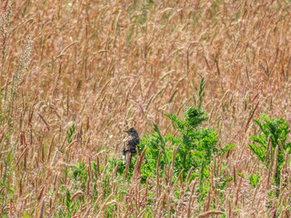 skylark perched amongst tall grasses in summer sunshine