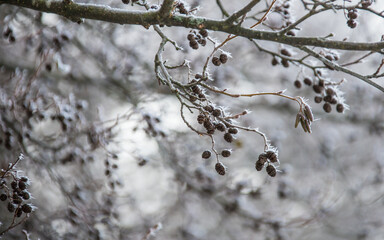 alder branch in wnter