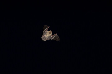 Fototapeta premium A bat flying in the darkness with its wings spread
