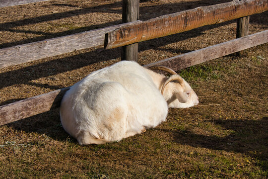 牧場で飼われている可愛いヤギ