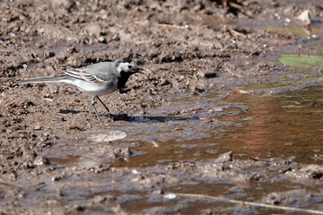 Bachstelze (Motacilla alba)