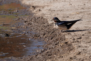 Rauchschwalbe (Hirundo rustica) sammelt Nistmaterial
