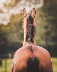 Back of bay KWPN horse looking in the distance