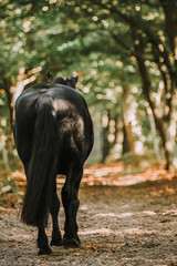Black pony walking in the forest on a summer day
