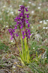 Obraz premium Orchidee (Knabenkraut)
