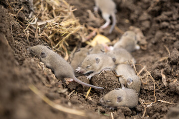 Nest of wild field mice - obrazy, fototapety, plakaty