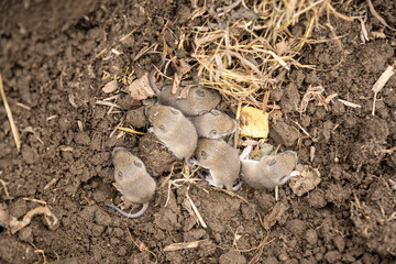 Nest of wild field mice
