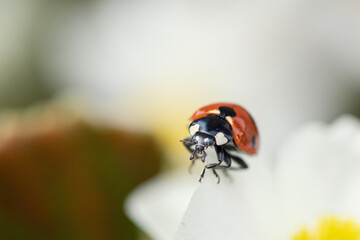 ladybug on a white flower, macro