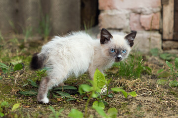 Naklejka na ściany i meble kitten walks on the lawn in front of the houses