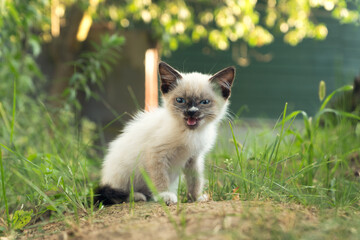 kitten walks on the lawn in front of the houses