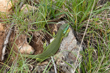 Westliche Smaragdeidechse (Lacerta bilineata)