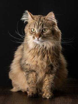 Portrait of a sitting cat on a black background