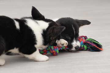 black and white corgi puppy playing
