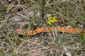 Obraz premium Aspisviper&nbsp;(Vipera aspis)
