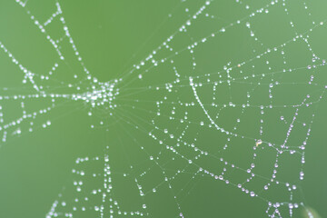 Spider web with water drops on green background