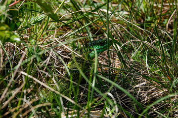 Westliche Smaragdeidechse (Lacerta, bilineata)