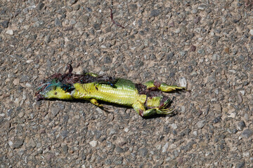 Westliche Smaragdeidechse (Lacerta, bilineata)