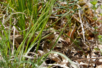 Schlingnatter (Coronella austriaca)
