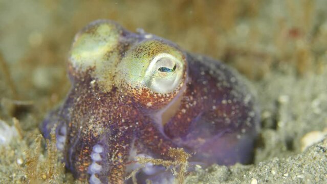 A stubby squid swimming out of the frame.