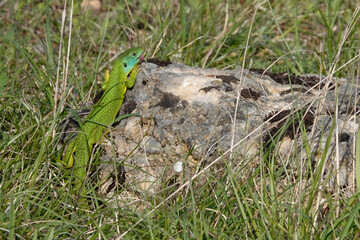 Westliche Smaragdeidechse, Lacerta bilineata