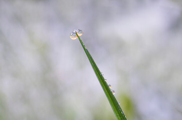  leaf with drops of water,photo of rain drops falling from a leaf.