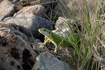 Westliche Smaragdeidechse, Lacerta bilineata