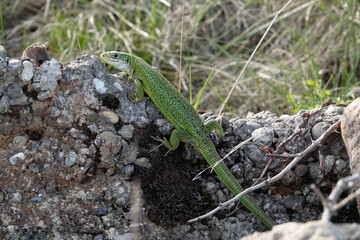 Westliche Smaragdeidechse, Lacerta bilineata