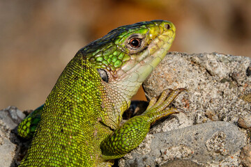 Westliche Smaragdeidechse, Lacerta bilineata